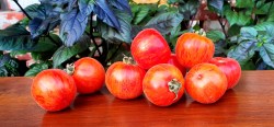 elberta peach22